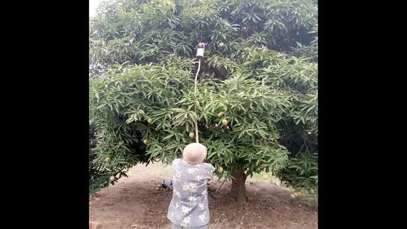 SACFruits Is All About Giving Back